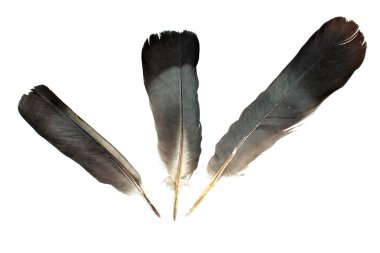 tüyleri beyaz izole