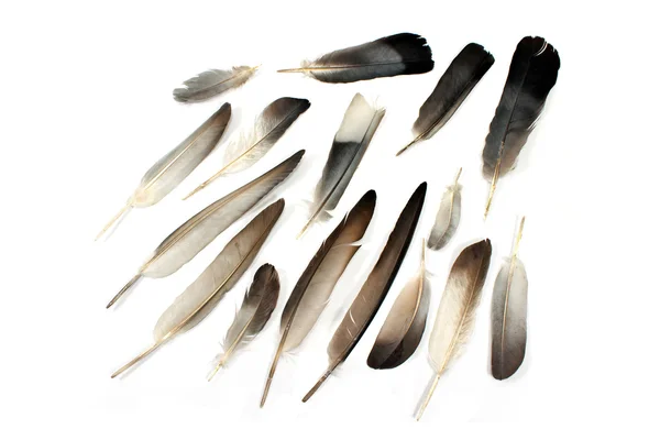 Feathers isolated on white — Stock Photo, Image