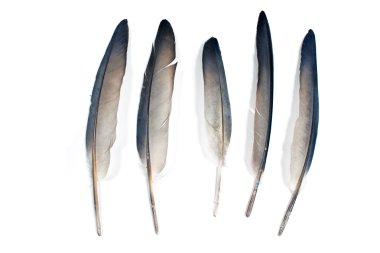 tüyleri beyaz izole