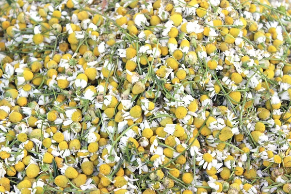 Dry chamomile plant as background — Stock Photo, Image