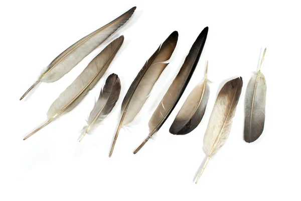 Feathers isolated on white — Stock Photo, Image