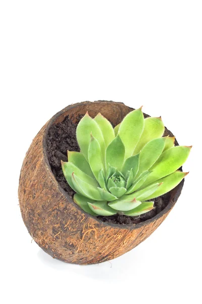 Houseleek anläggning (sempervivum) i kokos potten isolerad på vit — Stockfoto