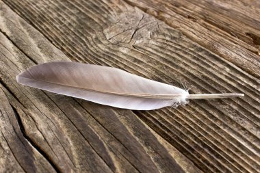 Ahşap arkaplanda tüy