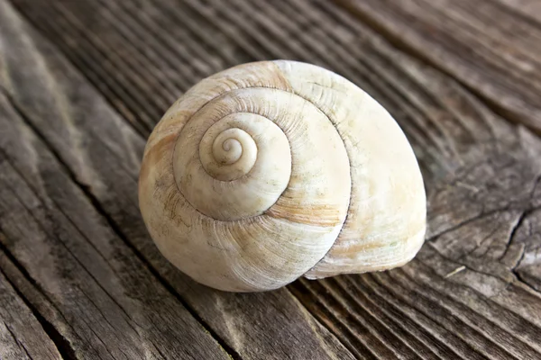 Invólucro do mar em espiral no fundo de madeira — Fotografia de Stock