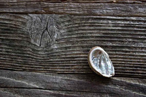 Abalone shell su sfondo nero in legno — Foto Stock