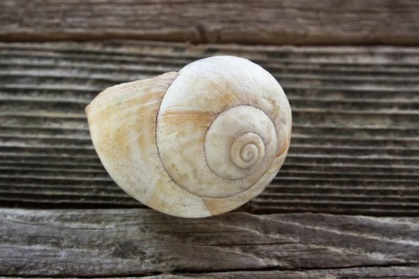 Spiral sea shell on wooden background — Stock Photo, Image