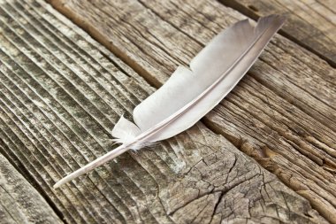 Ahşap arkaplanda tüy