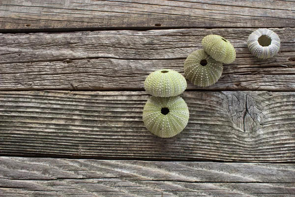 Sea urchins skeleton on old wooden background — Stock Photo, Image