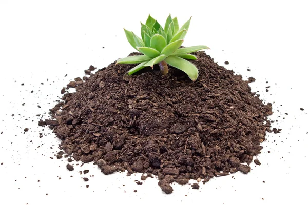 Humus soil pile with houseleek plant isolated on white — Stock Photo, Image