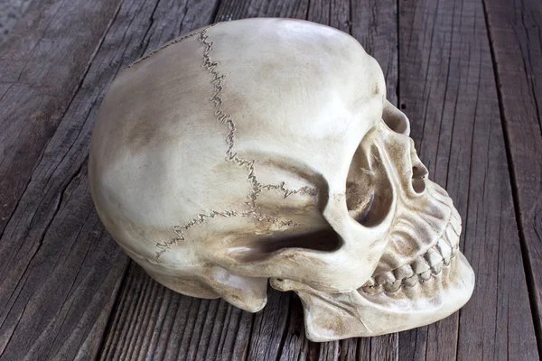 Human skull on wooden background — Stock Photo, Image