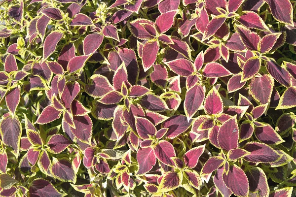 Květinové rostliny Coleus (malované kopřivy) jako pozadí — Stock fotografie