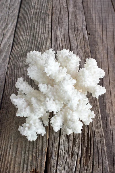 Coral blanco sobre fondo de madera — Foto de Stock