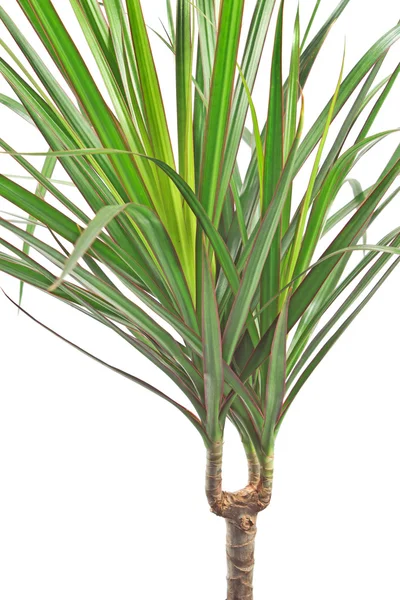 Dracaena marginata plant over white — Stock Photo, Image