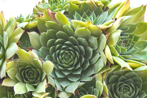 Houseleek plant (sempervivum) over white  background — Stock Fotó