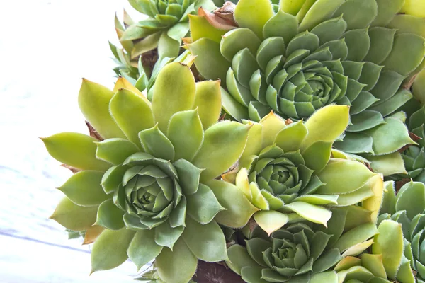 Houseleek plant (sempervivum) over white wooden background — Stock Fotó