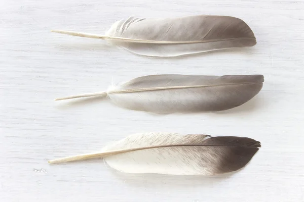 Three feathers  on white wooden background — Stock Photo, Image