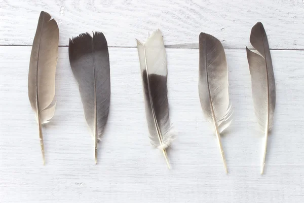 Federn auf weißem Holzgrund — Stockfoto