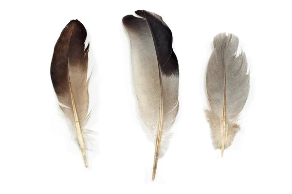 Tres plumas aisladas en blanco —  Fotos de Stock