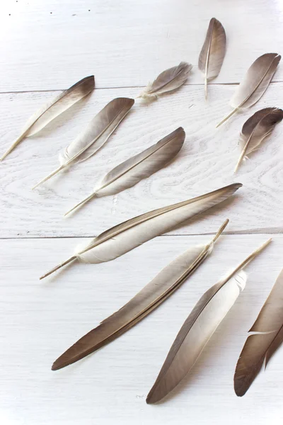 Feathers on white wooden background — Stock Photo, Image