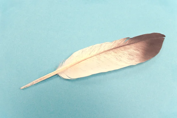 Feather isolated  on blue background — Stock Photo, Image