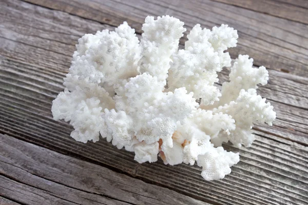 Coral blanco sobre fondo de madera — Foto de Stock