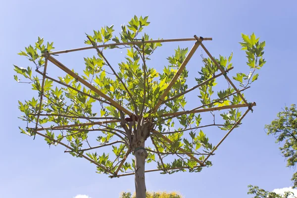 Jovem coroa árvore com suporte de madeira sobre o céu azul — Fotografia de Stock