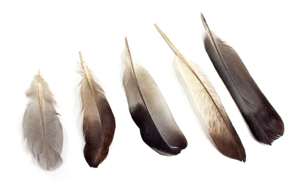 Feathers isolated on white — Stock Photo, Image