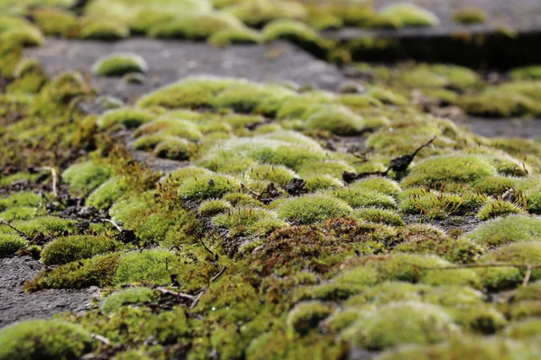 Vegetal mus en París — Foto de Stock