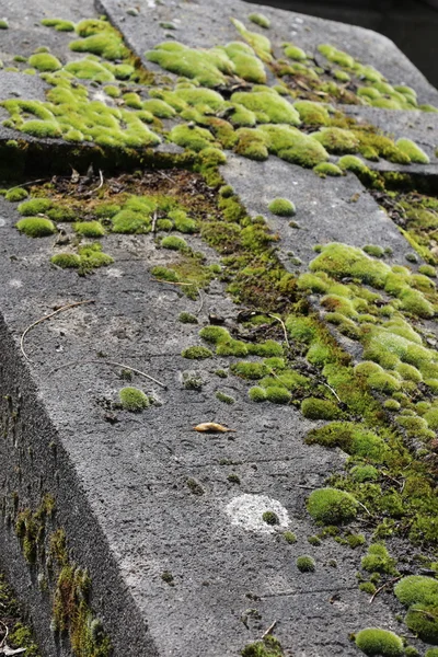 Mus na hrob — Stock fotografie