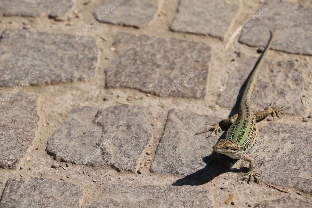 Lizard City Rome Stock Photo C Hagen411 122207484 https depositphotos com 122207484 stock photo lizard city rome html