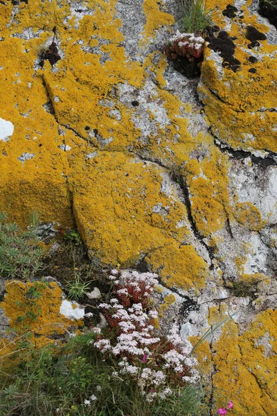 フランス モンサンミシェルの岩の詳細 — ストック写真