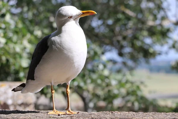 Une Mouette Sur Mont Saint Michel France — Photo