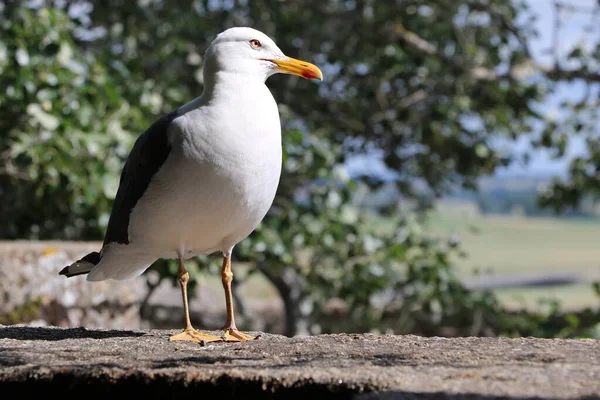 Una Gaviota Mont Saint Michel Francia — Foto de Stock