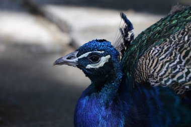 Lizbon 'daki Castelo Sao Jorge' de Tavuskuşu