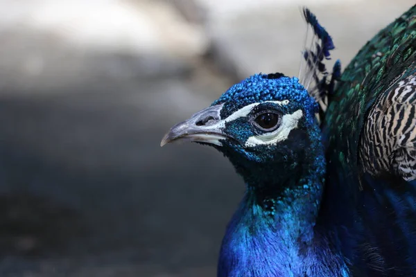 Peacock Castelo Sao Jorge Lisbon — Stock Photo, Image