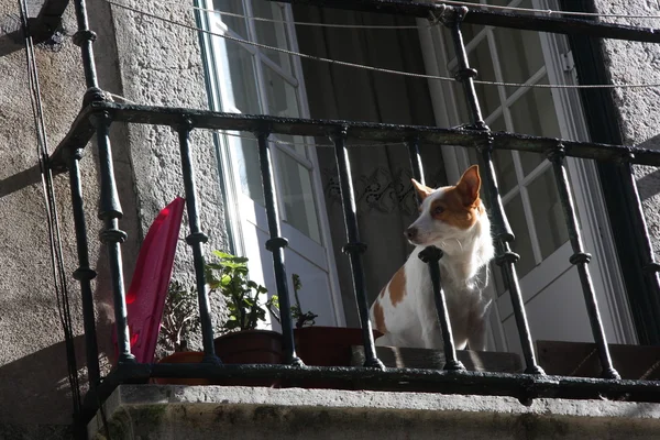 Dog in Lisbon — Stock Photo, Image