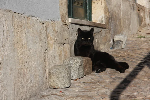 Cat in Lisbon — Stock Photo, Image