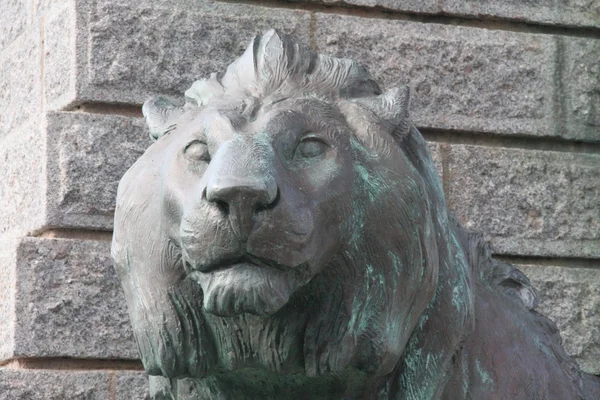 León de Bonifacio —  Fotos de Stock