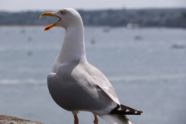 A gaivota de São Malo — Fotografia de Stock