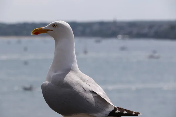 St Malo martı — Stok fotoğraf