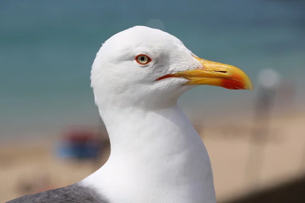 La mouette de Saint Malo — Photo