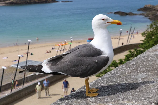 A gaivota de São Malo — Fotografia de Stock