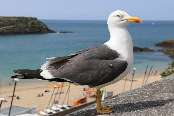 A gaivota de São Malo — Fotografia de Stock