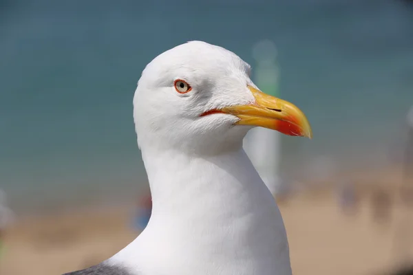 La mouette de Saint Malo — Photo