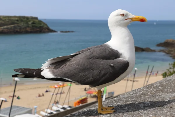 A gaivota de São Malo — Fotografia de Stock