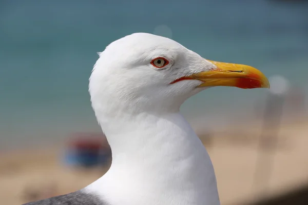 La mouette de Saint Malo — Photo