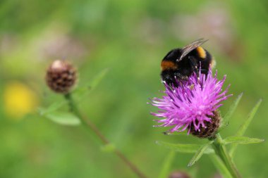 Bumblebee collecting nectar from a wild flower