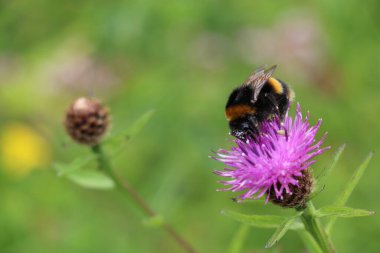 Bumblebee collecting nectar from a wild flower
