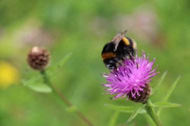 Bumblebee collecting nectar from a wild flower
