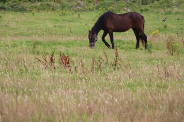 Horse grazing on grass in an Irish meadow